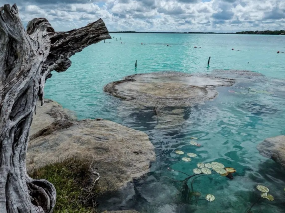 bacalar